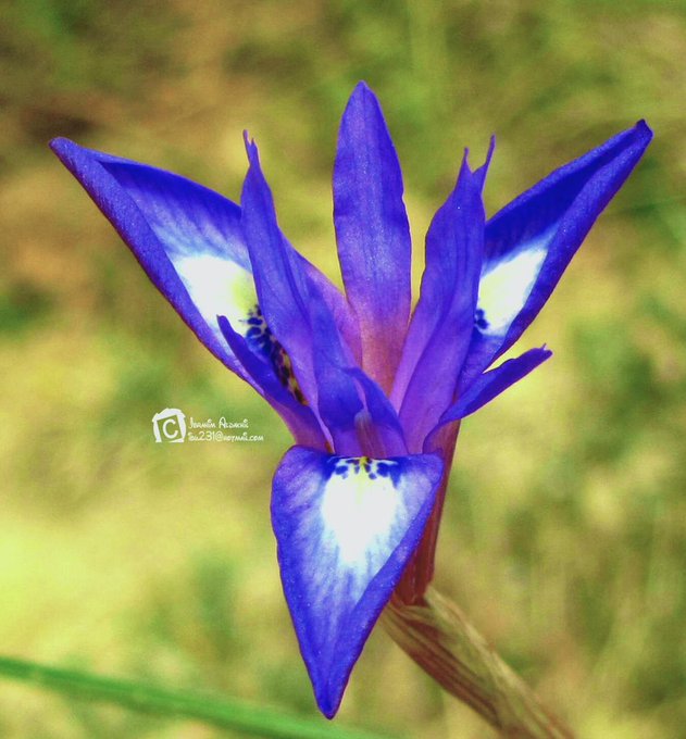 السوسن (العنصل) - تصوير: أ