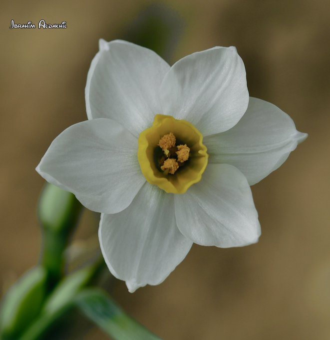زهرة النرجس - تصوير: أ