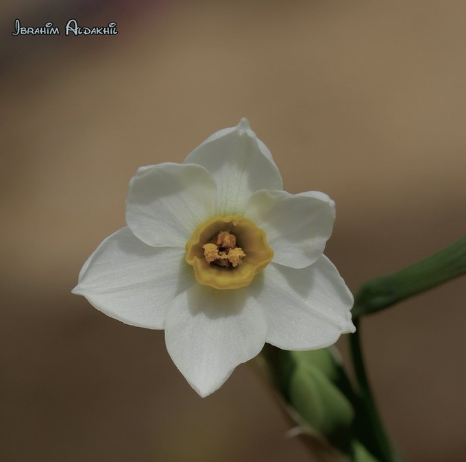 زهرة العبهر (النرجس) - تصوير: أ