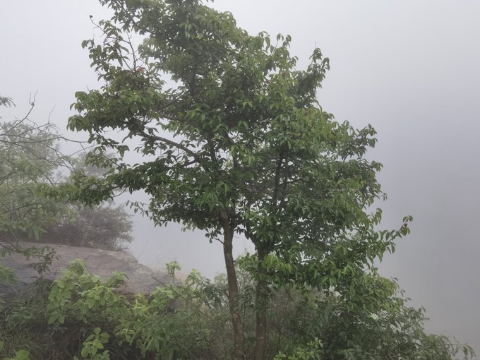العز (اللمع) تصوير: أ