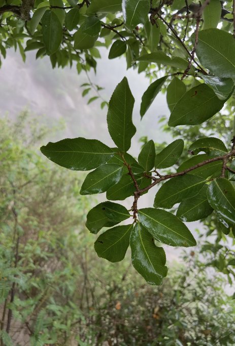 العز (اللمع) تصوير: أ