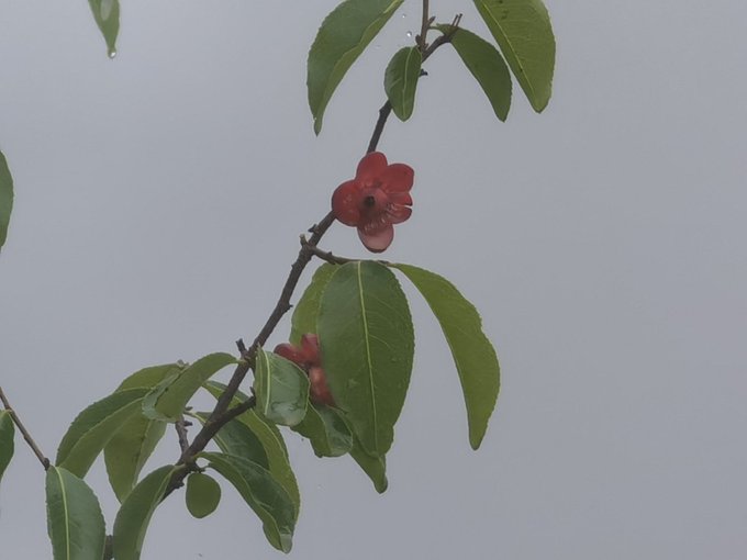العز (اللمع) تصوير: أ
