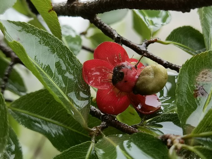 العز (اللمع) تصوير: أ