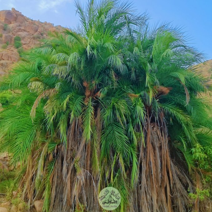 الغضف - تصوير: براري المدينة