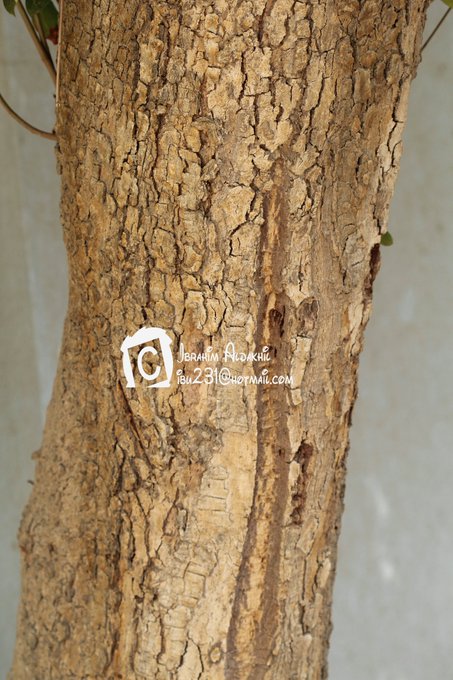 الرياع - تصوير: أ