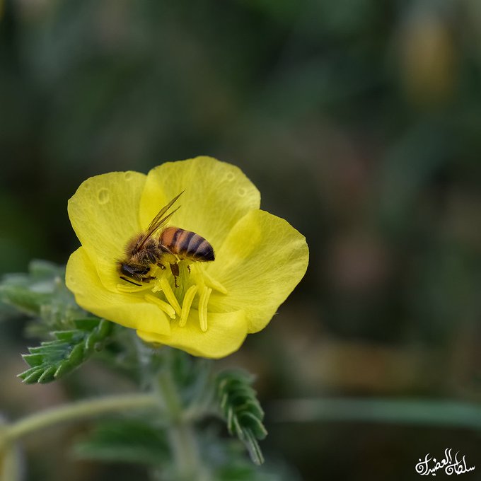 القسور - تصوير أ