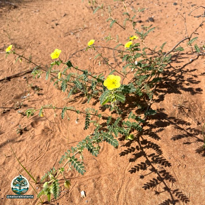 القسور - تصوير: بن عباد