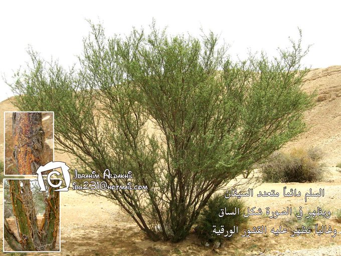 السلم (السلام) - تصوير: أ