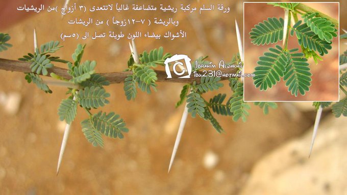 السلم (السلام) - تصوير: أ