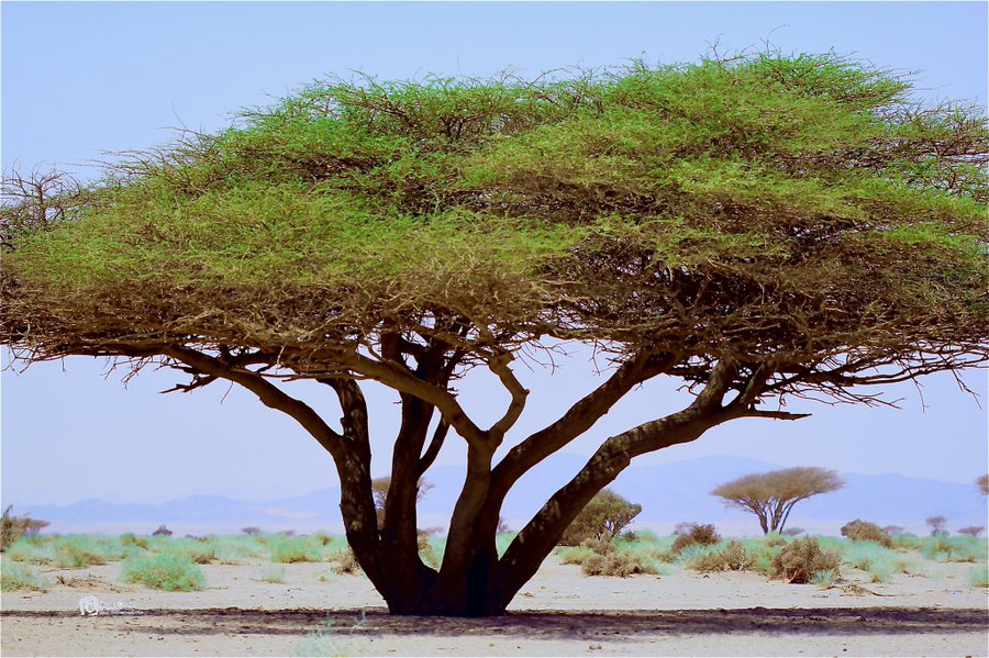 vachellia_tortilis-الأشبهان - تصوير: أ