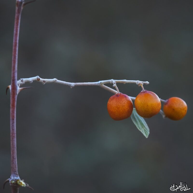 ziziphus_nummularia2