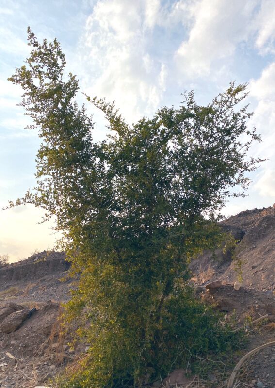 السدر العبري - تصوير Botanist