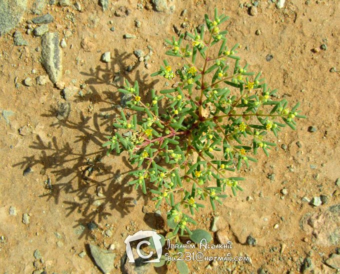 القرمل - تصوير: أ. إبراهيم الدخيل