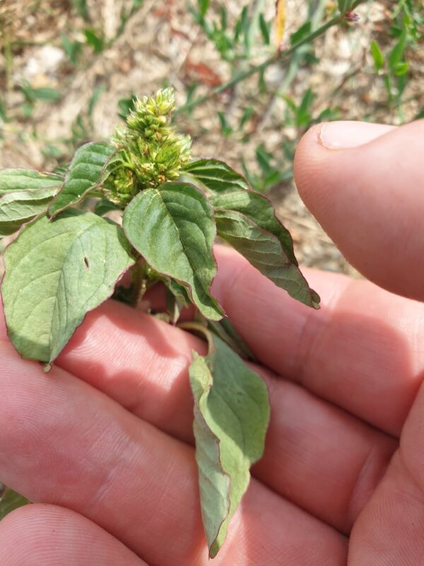 Amaranthus blitum- photo by rubecula