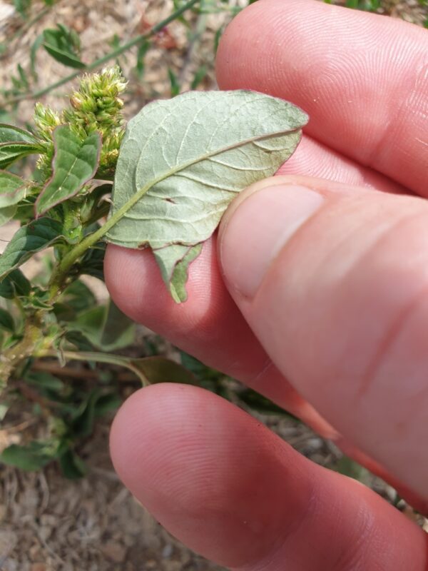 Amaranthus blitum- photo by rubecula