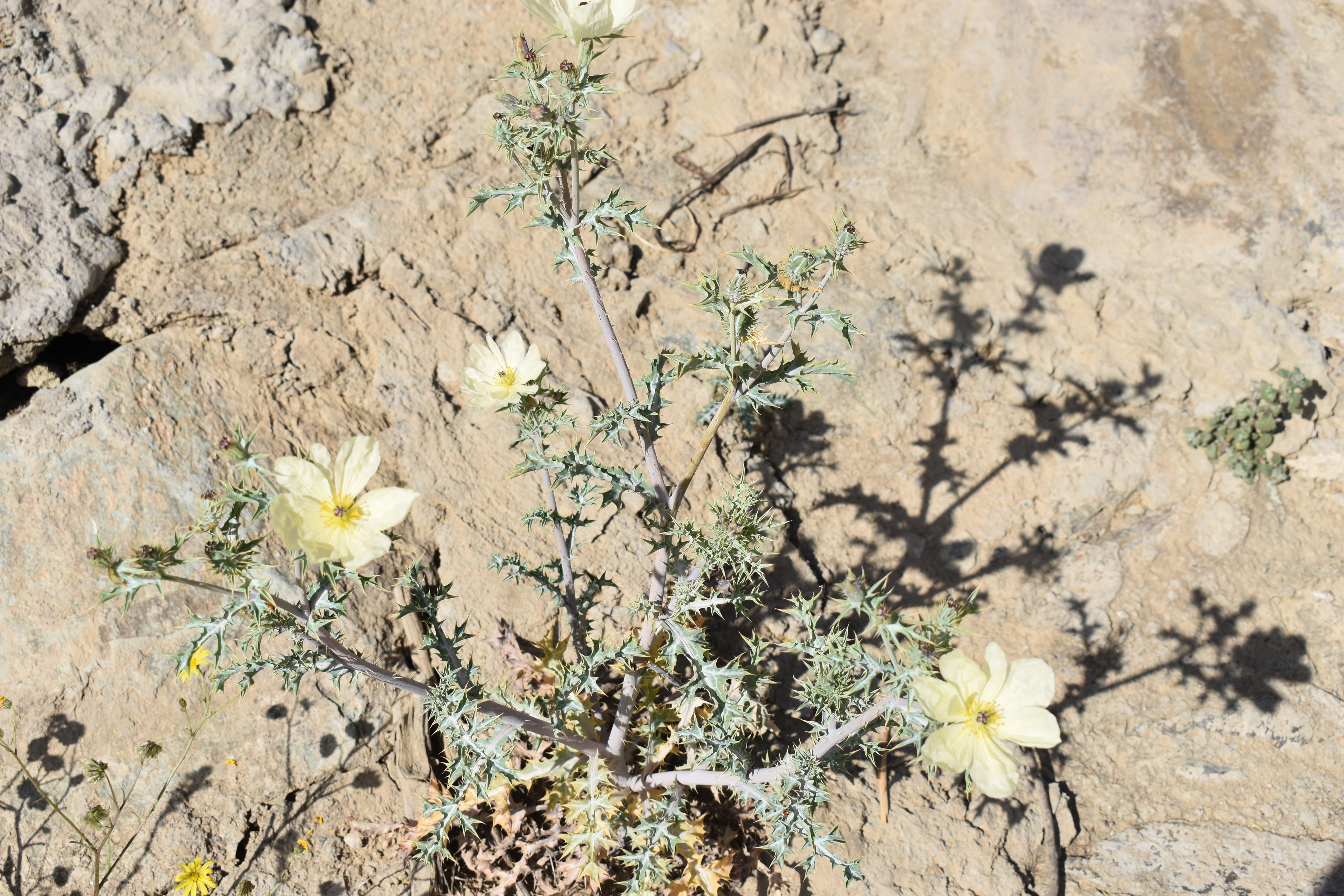عين الجمل 1 (الخشخاش ذو الزهرة الباهتة) - تصوير Botanist