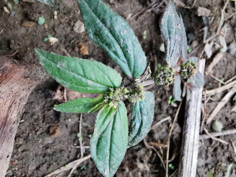 Euphorbia_hirta