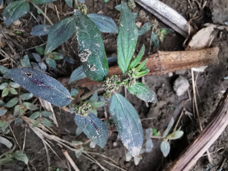 Euphorbia_hirta2