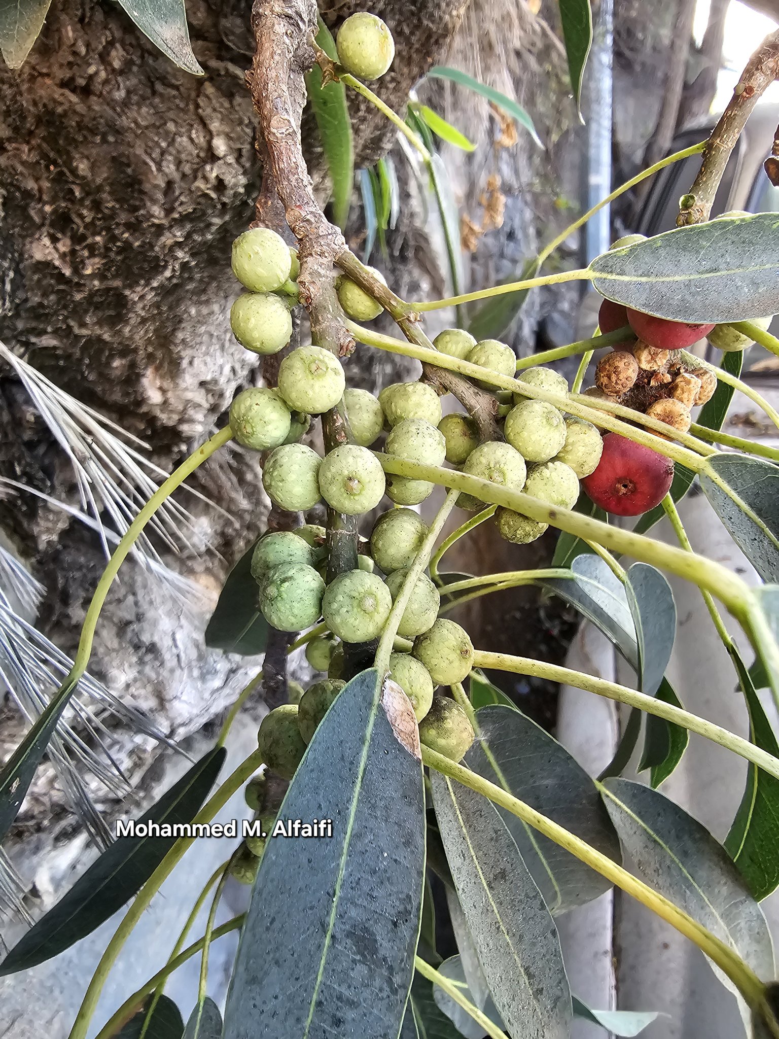 Ficus cordata - تصوير م