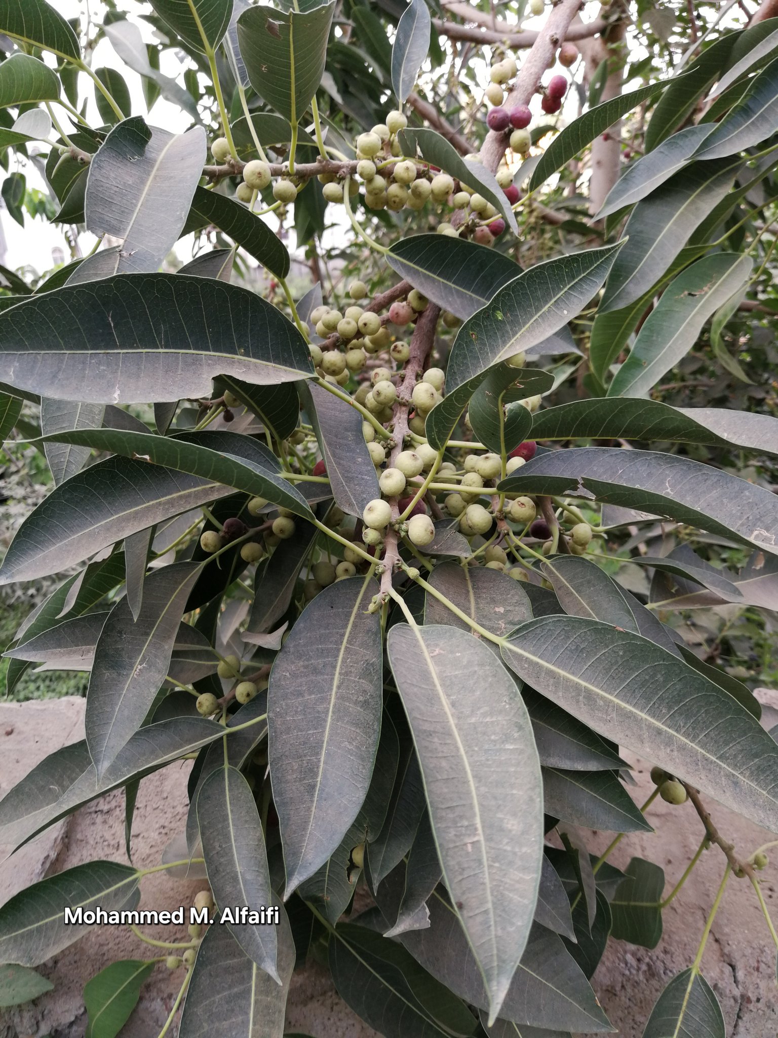 Ficus cordata - تصوير م