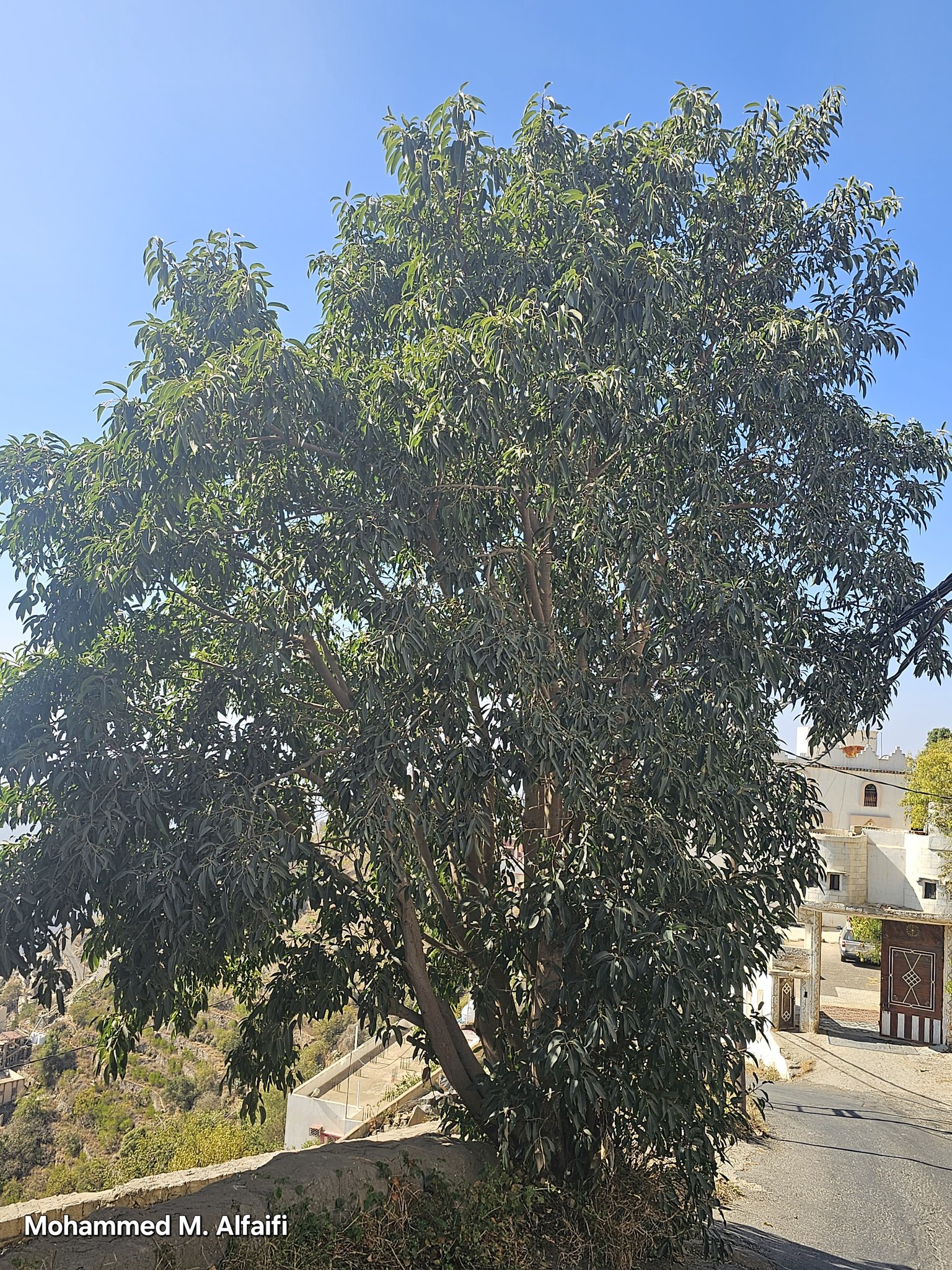 Ficus cordata - تصوير م