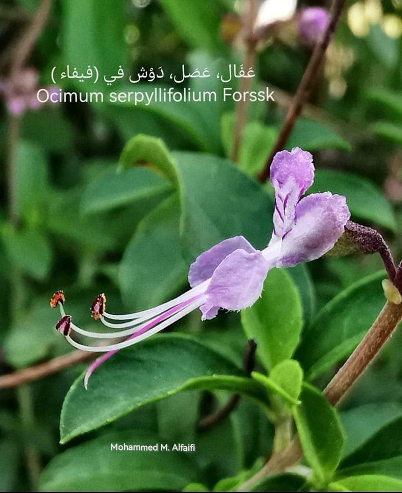 Ocimum_serpyllifolium