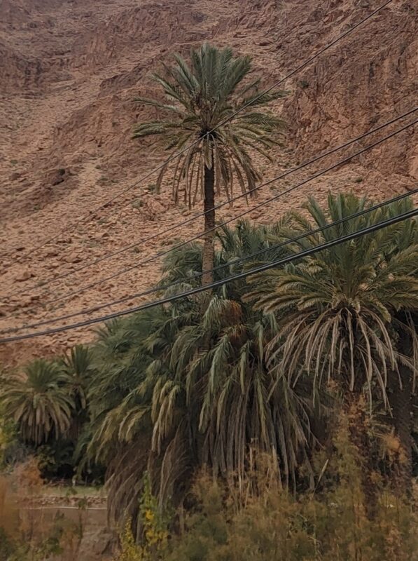 Phoenix dactylifera - Photo By amarzee