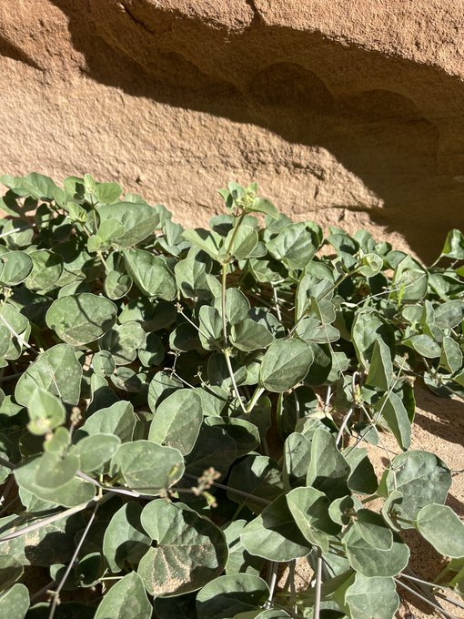 الردف - تصوير عبدالله بن منصور البراك