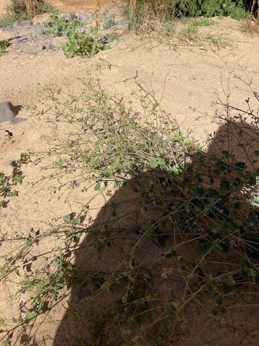 الردف - تصوير عبدالله بن منصور البراك