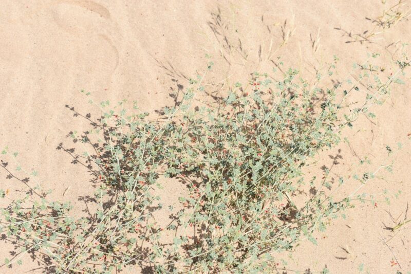 الخديش (النيلة) - تصوير Botanist