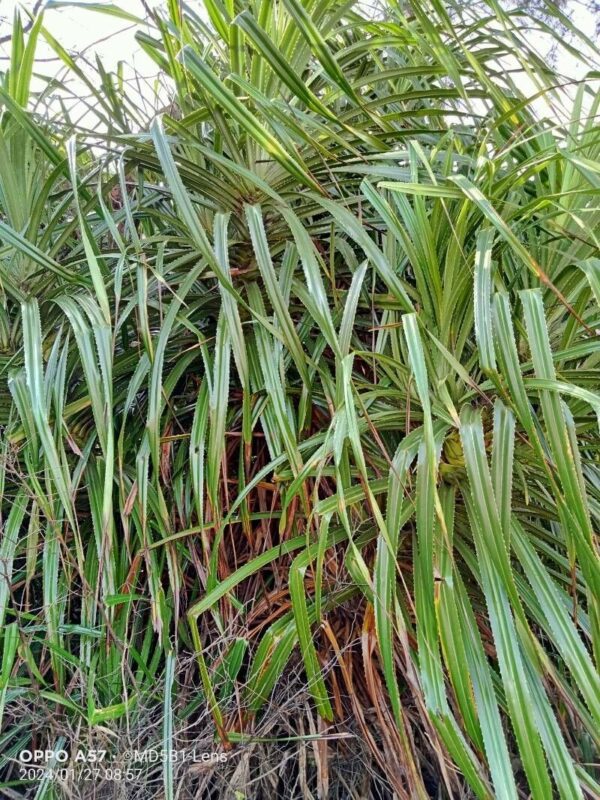 pandanus odoriferous - photo by Brendan Bercovici