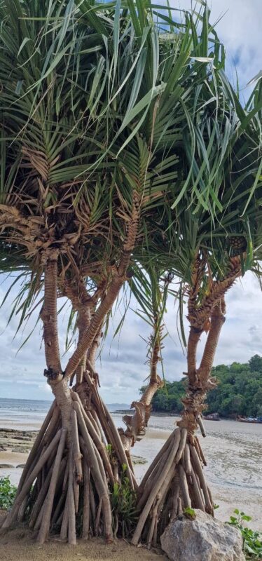 pandanus odoriferous - photo by Brendan Bercovici