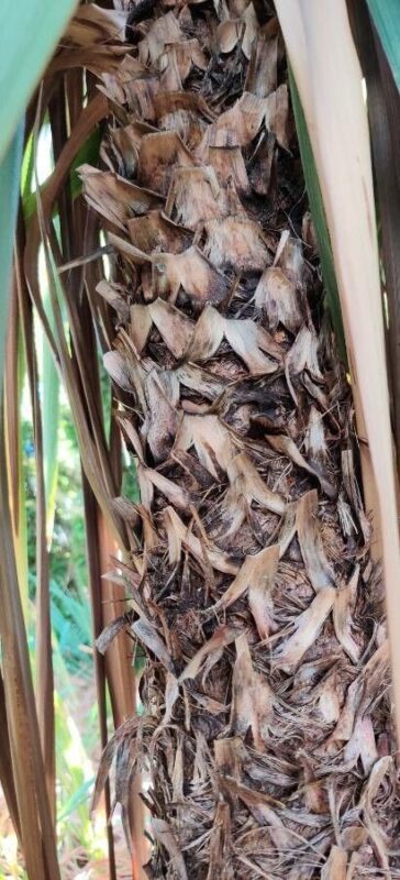 pandanus odoriferous - photo by Brendan Bercovici
