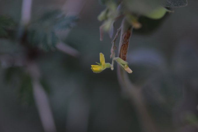 العرقص - تصوير د