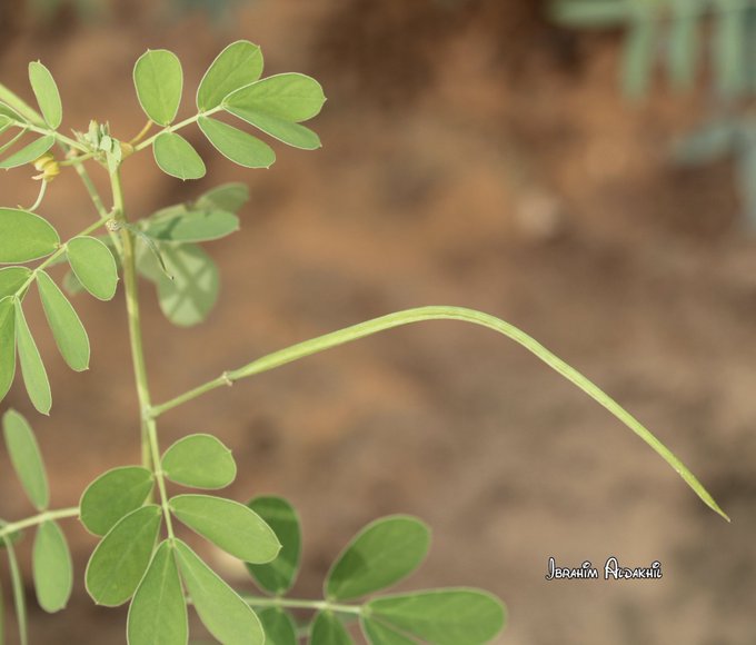 الكول) - تصوير: أ