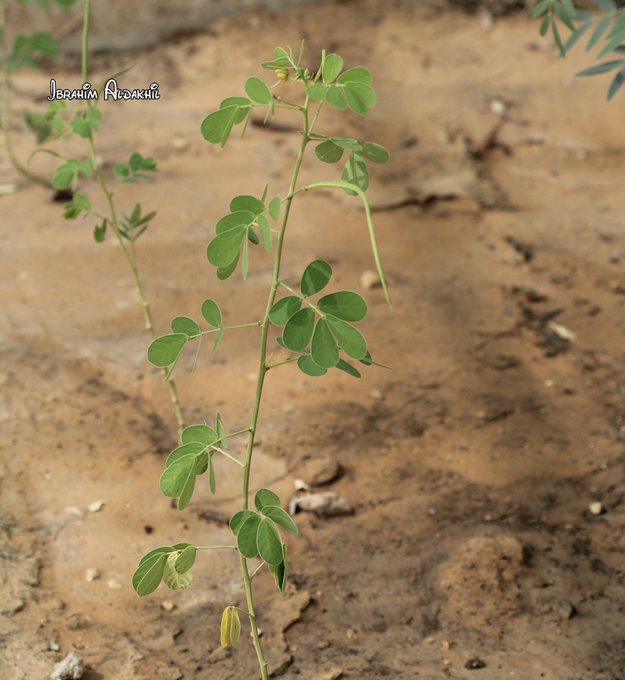 الكول) - تصوير: أ