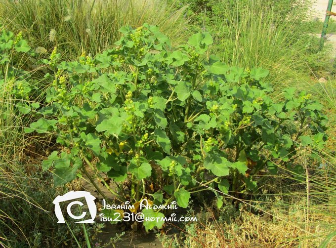 xanthium_strumarium_2