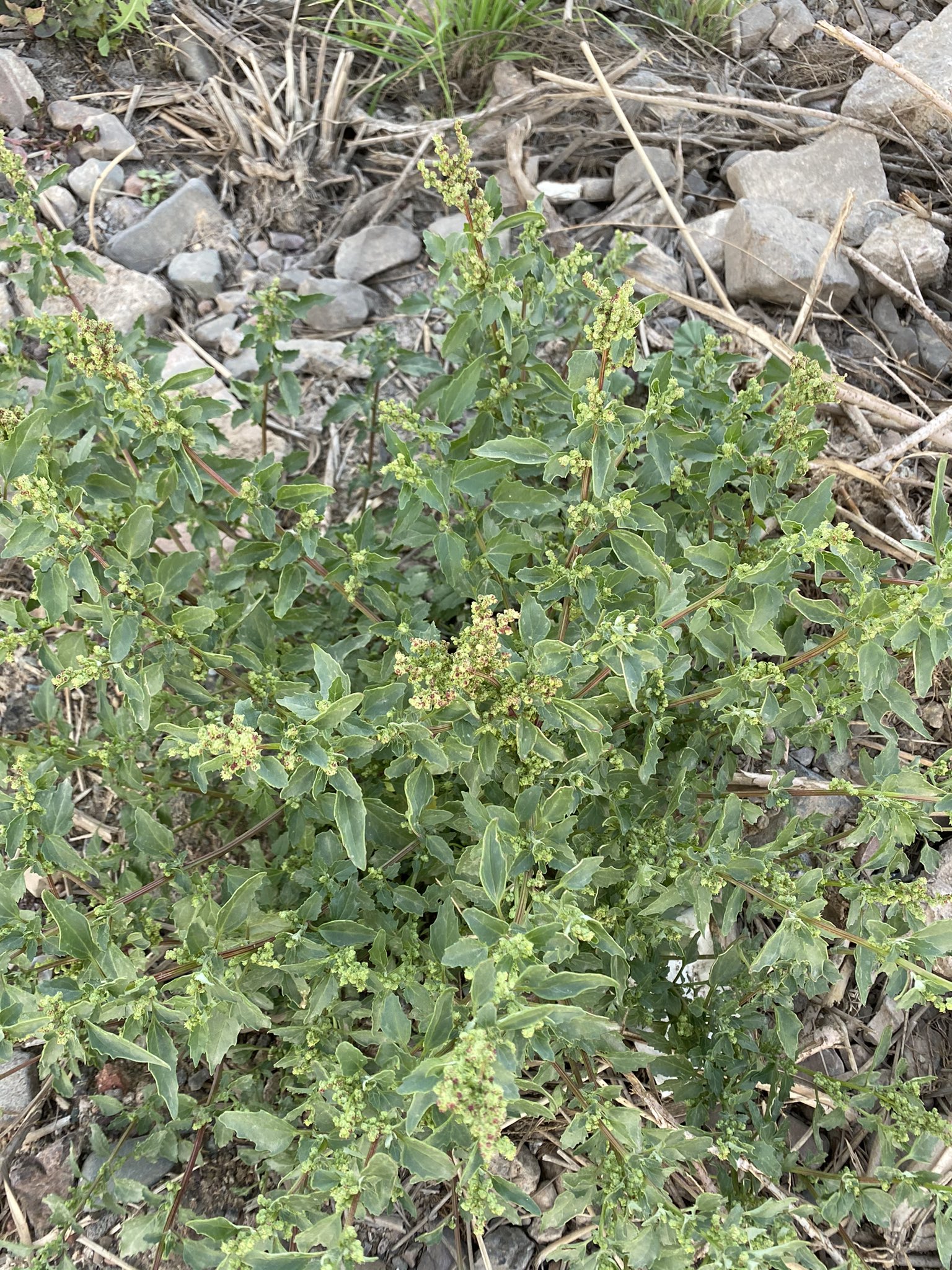الخبيثة 2 - تصوير Botanist