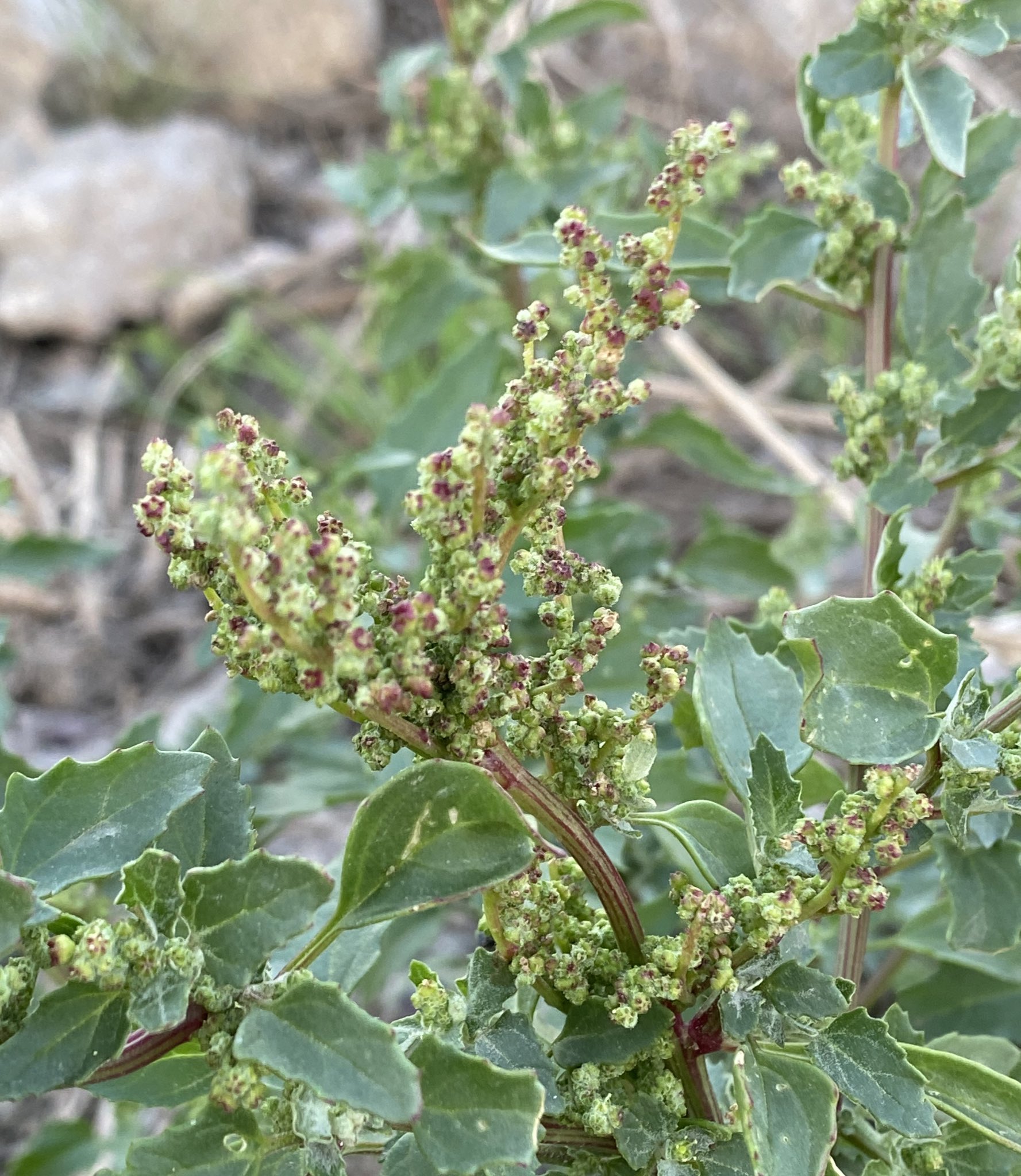 الخبيثة 2 - تصوير Botanist