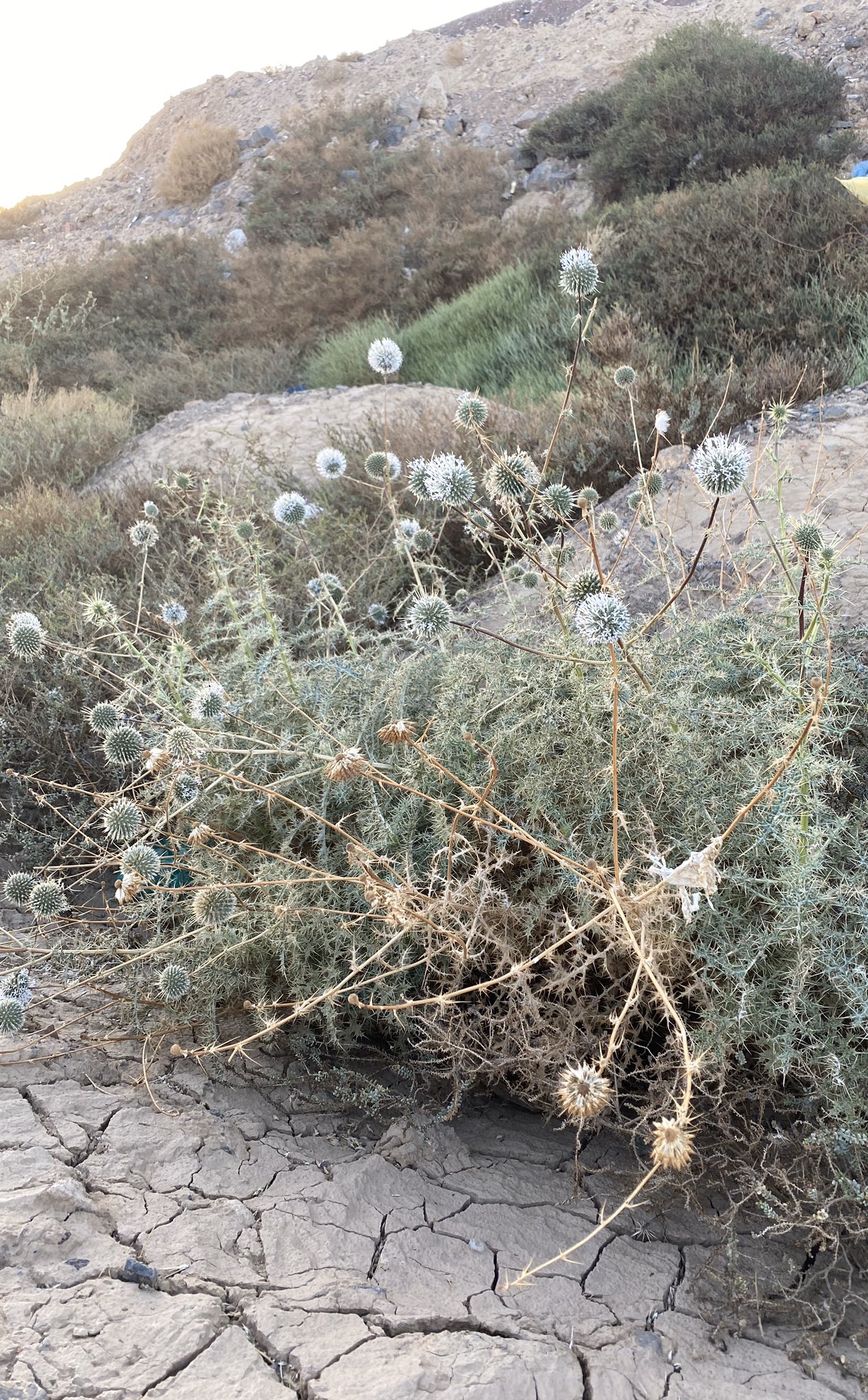 الشيخة 3 (الخرشف 4) - تصوير Botanist