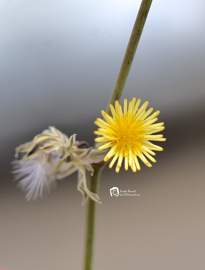 حواء البقر - تصوير: أ