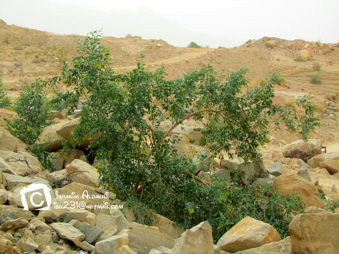 التنباك البري - تصوير: أ
