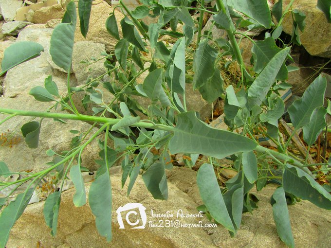 التنباك البري - تصوير: أ