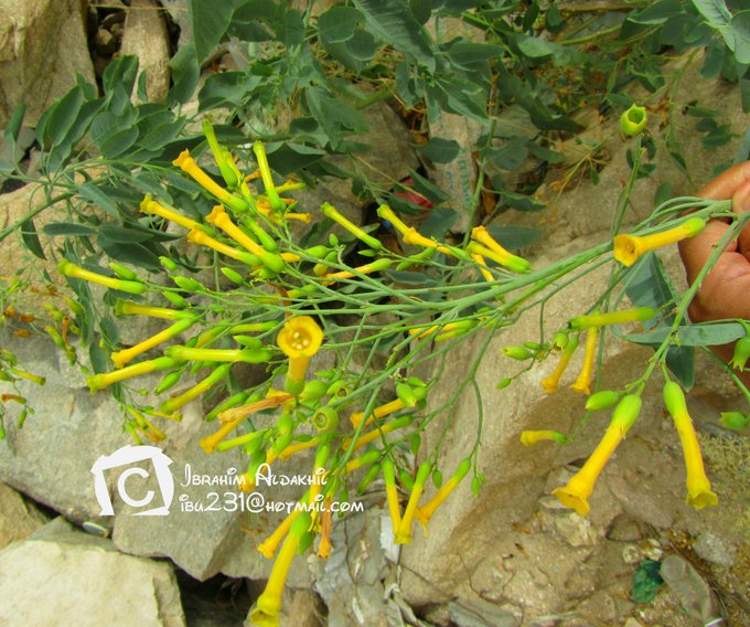 Nicotiana_glauca_2