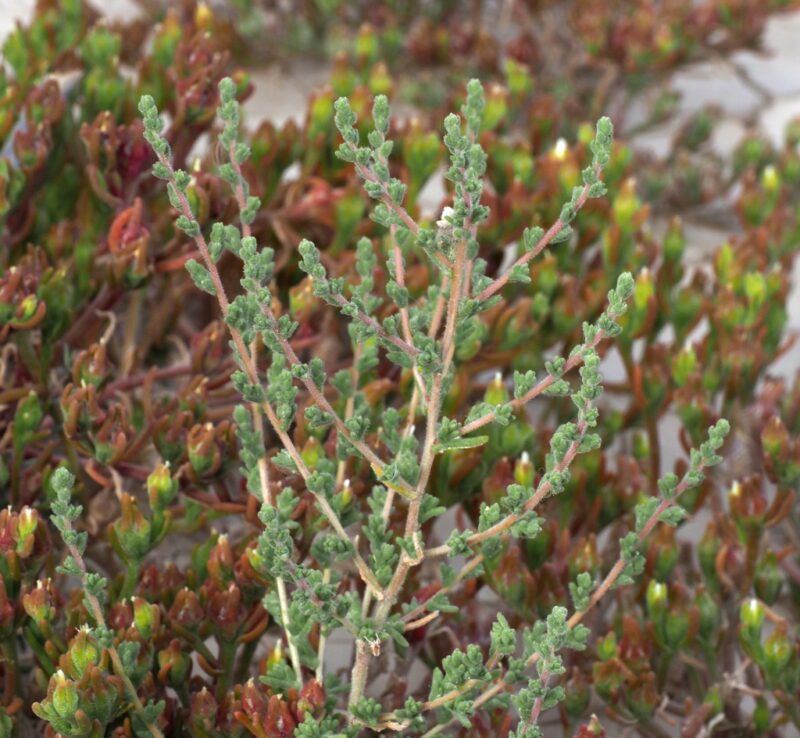 Salsola incanescens - photo by ronf