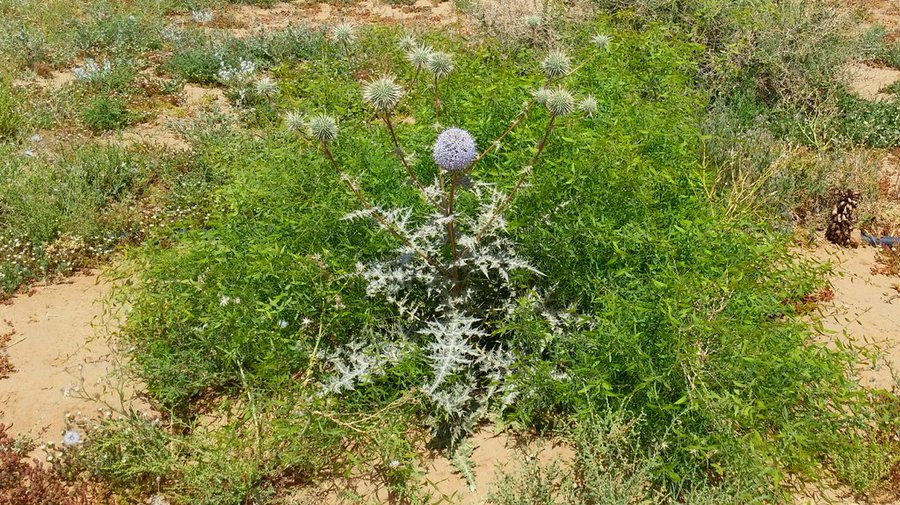 echinops_spinosissimus-الشيخه (شدق الجمل) - تصوير: أ