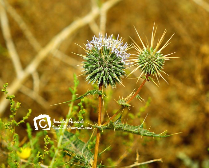 echinops_spinosissimus-الشيخه (شدق الجمل) - تصوير: أ