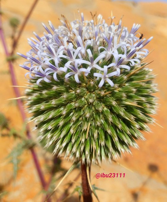 echinops_spinosissimus-الشيخه (شدق الجمل) - تصوير: أ