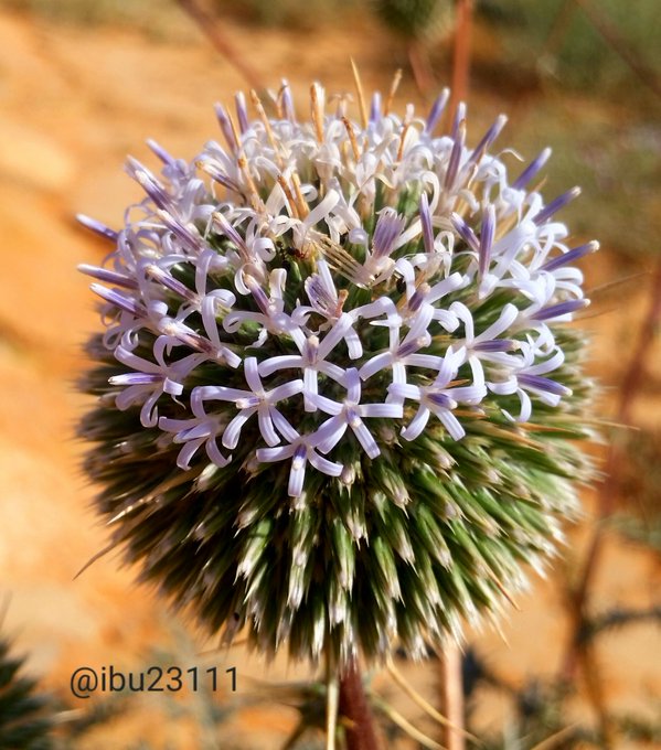 echinops_spinosissimus-الشيخه (شدق الجمل) - تصوير: أ