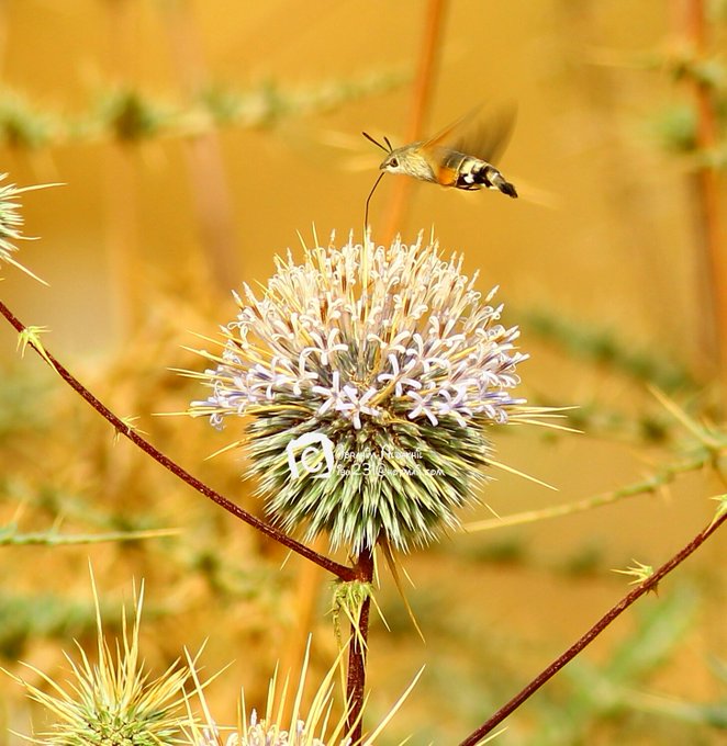 echinops_spinosissimus-الشيخه (شدق الجمل) - تصوير: أ